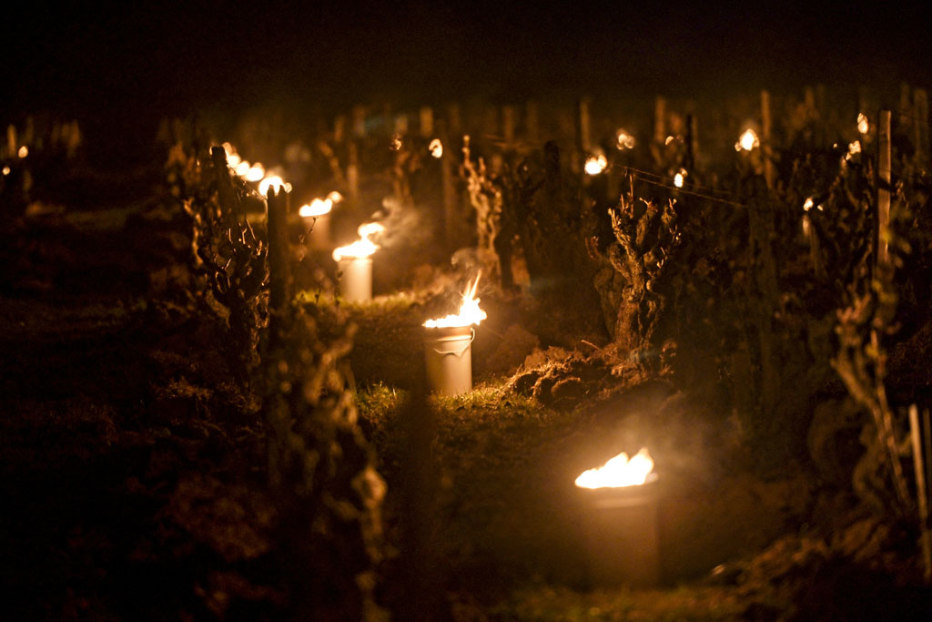 Début avril 2021, des feux sont allumés dans un vignoble près de Tours pour tenter de protéger les vignes du gel. Près d'un tiers de la production nationale a été détruite par cet épisode de gel. Photo AFP/Guillaume Souvant