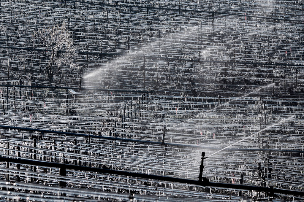 De l'eau est aspergée sur un vignoble de Bourgogne début avril 2021. L'eau, en gelant autour des bourgeons, peut former une coquille protectrice contre le gel de la plante. Photo AFP/Jeff Pachoud